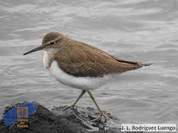 Attēlu rezultāti vaicājumam “Actitis hypoleucos”