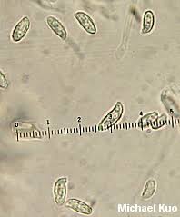 Attēlu rezultāti vaicājumam “Ramaria formosa”