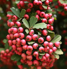 Attēlu rezultāti vaicājumam “Crataegus macracantha fruit”