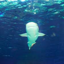 Image result for Carcharhinus perezii