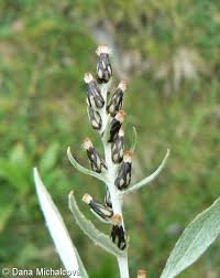 Attēlu rezultāti vaicājumam “Gnaphalium sylvaticum flower”