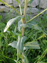 Attēlu rezultāti vaicājumam “Isatis tinctoria”