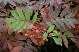 Attēlu rezultāti vaicājumam “Sorbus”