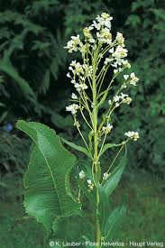 Attēlu rezultāti vaicājumam “Armoracia rusticana leaf”