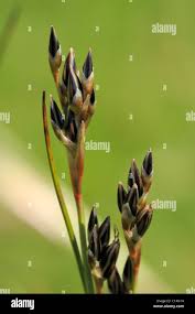 Attēlu rezultāti vaicājumam “Juncus squarrosus”