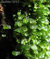 Attēlu rezultāti vaicājumam “Pellia neesiana”