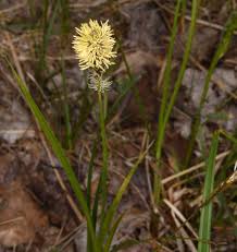 Attēlu rezultāti vaicājumam “Carex caryophyllea flower”