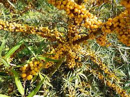 Attēlu rezultāti vaicājumam “Hippophae rhamnoides fruit”