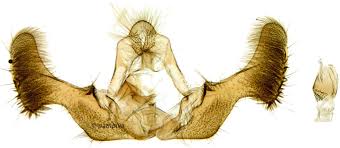 Attēlu rezultāti vaicājumam “Epiblema foenella”