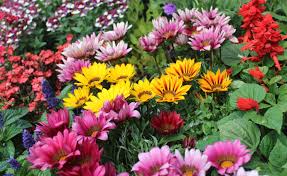 Image result for Gazanien