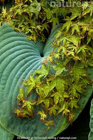 Attēlu rezultāti vaicājumam “Hosta sp. leaf”