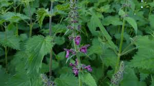 Attēlu rezultāti vaicājumam “Stachys sylvatica leaf”