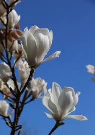 Attēlu rezultāti vaicājumam “Magnolia kobus flower”