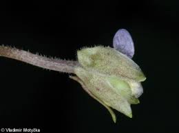 Attēlu rezultāti vaicājumam “Viola odorata bud”