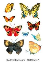 Attēlu rezultāti vaicājumam “Theclinae”