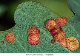 Attēlu rezultāti vaicājumam “Neuroterus quercusbaccarum”