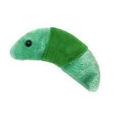 Attēlu rezultāti vaicājumam “Diachea muscorum plasmodium”