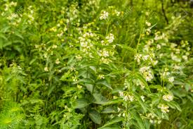 Attēlu rezultāti vaicājumam “Vincetoxicum hirundinaria flower”
