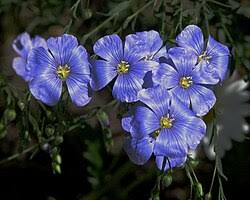 Attēlu rezultāti vaicājumam “Linum usitatissimum flower”