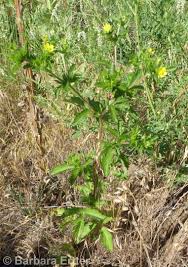 Attēlu rezultāti vaicājumam “Potentilla norvegica flower”