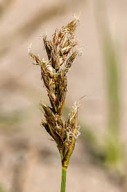 Attēlu rezultāti vaicājumam “Carex arenaria”