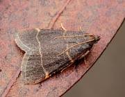 Attēlu rezultāti vaicājumam “Hypsopygia glaucinalis”