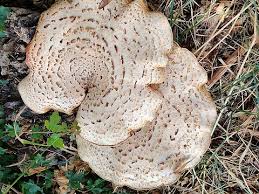 Attēlu rezultāti vaicājumam “Polyporus”