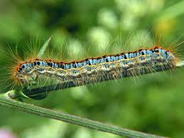 Attēlu rezultāti vaicājumam “Malacosoma castrensis male”