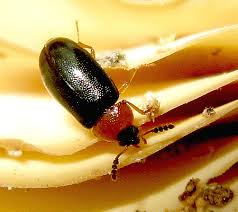 Attēlu rezultāti vaicājumam “Tetratoma fungorum”