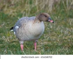 Attēlu rezultāti vaicājumam “Anser brachyrhynchus adult”