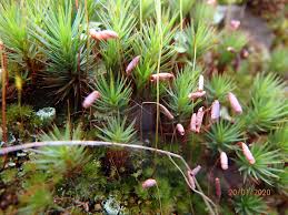 Attēlu rezultāti vaicājumam “Polytrichum juniperinum sporophyte”
