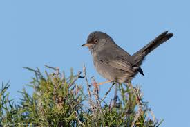 Image result for Sylvia sarda