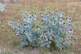 Attēlu rezultāti vaicājumam “Eryngium maritimum”