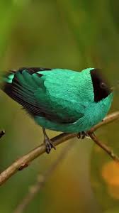 「綠羽毛」的圖片搜尋結果