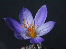 Attēlu rezultāti vaicājumam “Crocus speciosus”