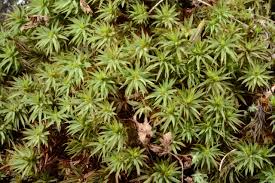 Attēlu rezultāti vaicājumam “Pogonatum dentatum macro”