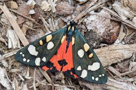 Attēlu rezultāti vaicājumam “Callimorpha dominula”