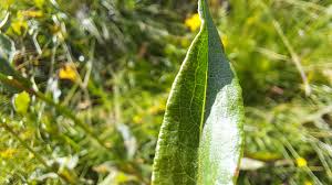 Attēlu rezultāti vaicājumam “Bistorta major leaf”