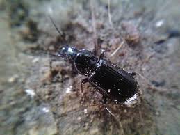 Attēlu rezultāti vaicājumam “Pterostichus quadrifoveolatus”