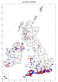 Attēlu rezultāti vaicājumam “Lecanora albella”