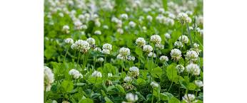 Attēlu rezultāti vaicājumam “Trifolium repens”