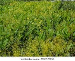 Attēlu rezultāti vaicājumam “Rorippa amphibia leaf”