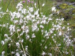 Attēlu rezultāti vaicājumam “Trichophorum alpinum fruit”