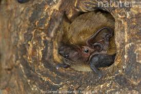 Attēlu rezultāti vaicājumam “Nyctalus leisleri”