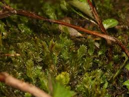 Attēlu rezultāti vaicājumam “Fissidens osmundoides”