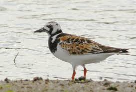 Attēlu rezultāti vaicājumam “Arenaria interpres adult”