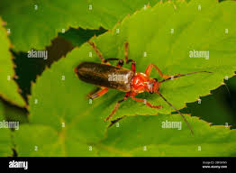 Attēlu rezultāti vaicājumam “Cantharis livida”