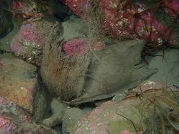 Image result for Dipturus intermedius