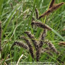 Attēlu rezultāti vaicājumam “Carex acutiformis fruit”