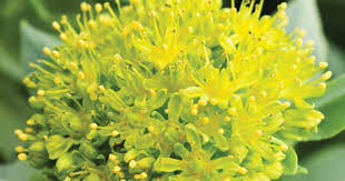 Attēlu rezultāti vaicājumam “Rhodiola rosea flower”